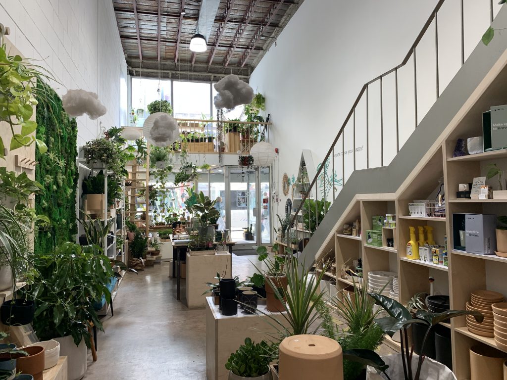Verde Plant Shop, Finding Your (Houseplant) Match, indoor plants, apartment living, living in an apartment, downtown winnipeg apartment living. winnipeg apartments, apartments in winnipeg, indoor plants, winnipeg apartment indoor plants
