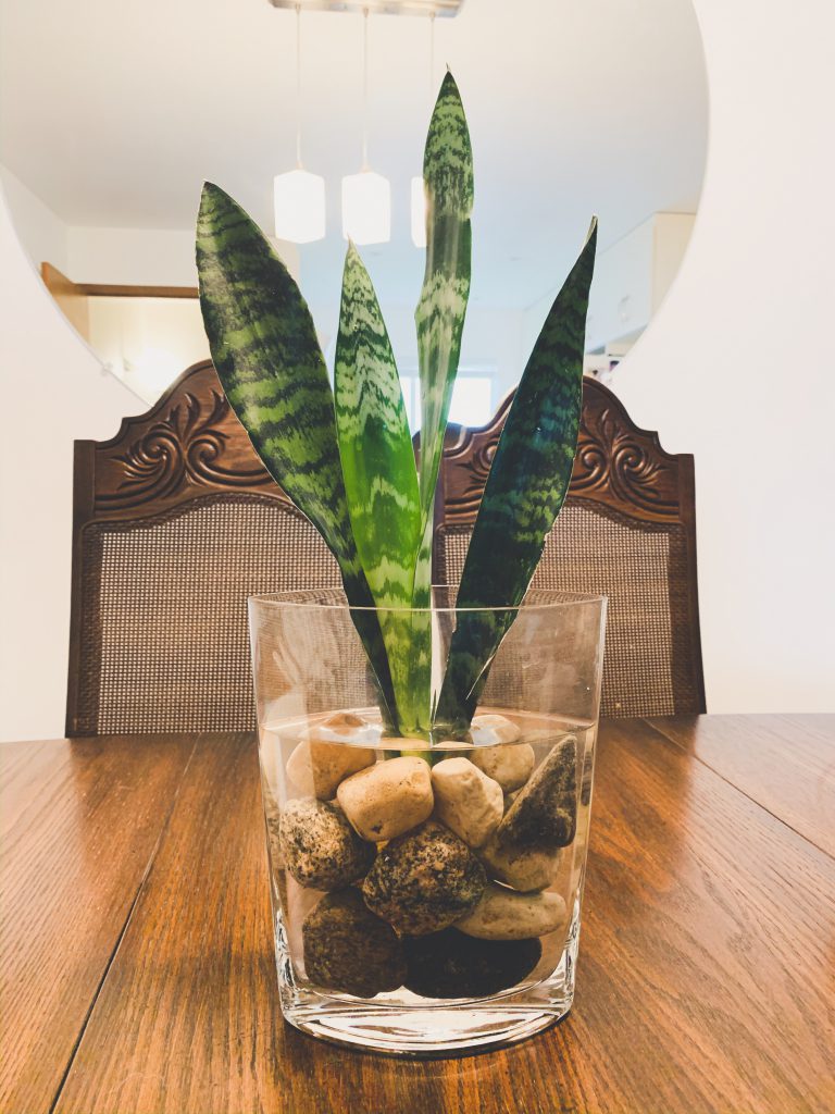 Finding Your (Houseplant) Match, indoor plants, apartment living, living in an apartment, downtown winnipeg apartment living. winnipeg apartments, apartments in winnipeg, indoor plants, winnipeg apartment indoor plants