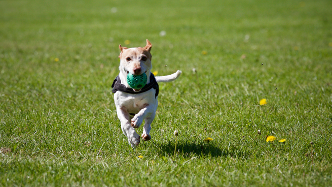 Dog Running in the field