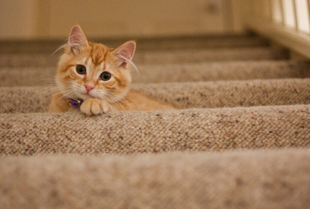 Cat looking from a step