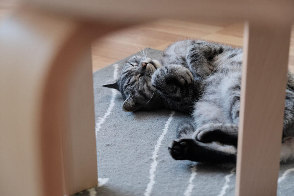 Cat sleeping on a mat