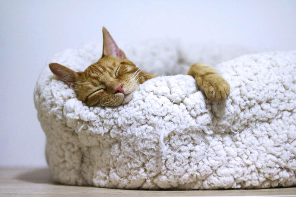 Cat sleeping on a cozy bed